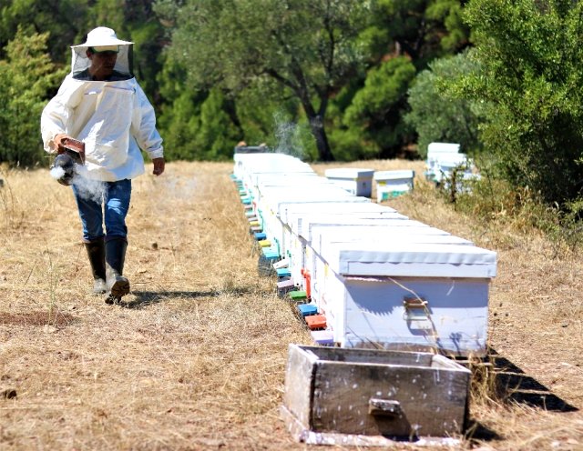 Türkiye'de üretimine başlanan arı zehrinin kilogramı 700 bin liraya satılıyor