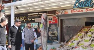 Balıkçının ağına, 40 kiloluk yayın balığı takıldı