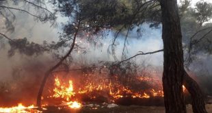 Balıkesir’de orman yangını: Ekipler hızla müdahale etti