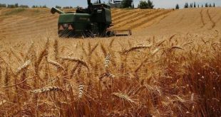 Buğday fiyatlarını yetersiz bulan çiftçiden ithalat uyarısı