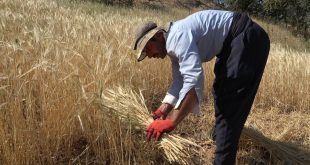 Hakkari'de ilk buğday hasadı bereketli geçti