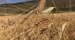 Küresel buğday fiyatları 11 haftanın dip seviyesini gördü