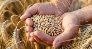 TMO buğday ve arpa alım fiyatlarını artırdı