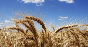 Söke’li buğday üreticileri TMO yüzünden tüccara teslim oldu